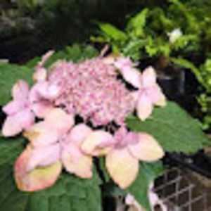 Meet your Posher, Brandy